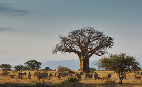 草原旅游摄影照片_非洲景观与动物