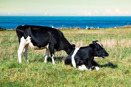 奶牛农场摄影照片_西班牙奶牛在海边农场、 阿斯图里亚斯、 西班牙