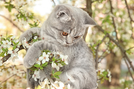 春树摄影照片_可爱的猫咪在开花的树 