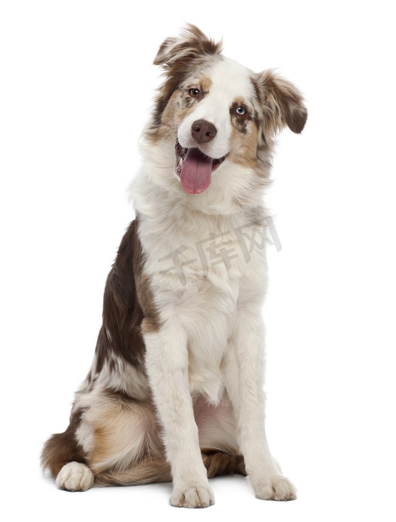 澳大利亚牧羊犬幼犬 6 个月大 坐在白色背景下高清摄影大图 千库网