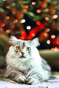 绒毛的猫在圣诞节树附近