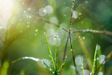 自然风景雨摄影照片_清新的早晨露水在春天草地上，自然的绿色光线背景