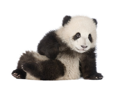 熊猫团团圆圆摄影照片_大熊猫大熊猫 (6 个月)-