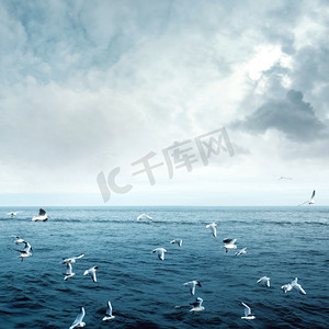 Sea gulls fly