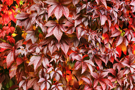 植物纹理摄影照片_κόκκινα φύλλα το φθινόπωρο