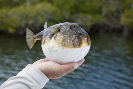 红包膨胀摄影照片_膨胀的光滑河豚鱼在佛罗里达州红树林