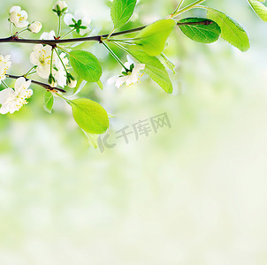树枝上的白色春花