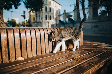 在木凳上的猫