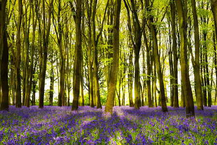 山毛榉树在牛津的蓝铃花树林阳光流过