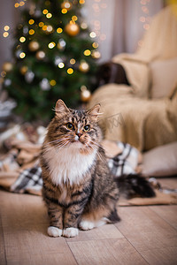 狸花猫戏剧、 爪子、 假日