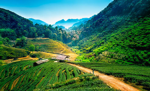 夏天绿色森林摄影照片_安康山，清迈，泰国的茶园