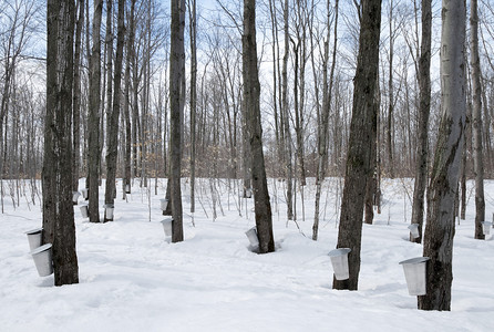 雪枫叶摄影照片_在加拿大的枫叶糖浆季节