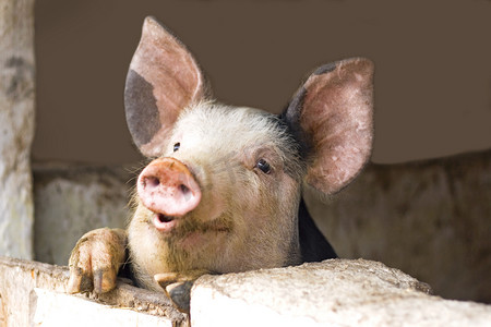 千张卷猪头肉摄影照片_好奇可爱猪