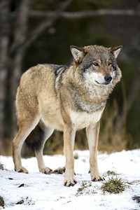 森林动物动物摄影照片_站在寒冷的冬天森林狼