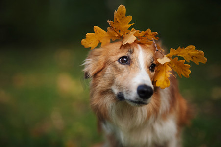 边境牧羊犬下黄色的叶子在秋天