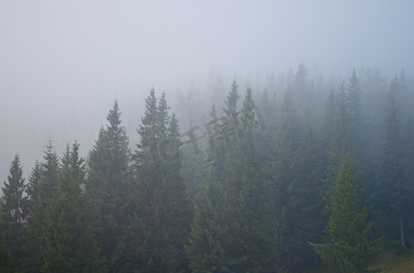 松树在灰色的雾里