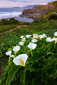 野生马蹄莲莉莉在日落 