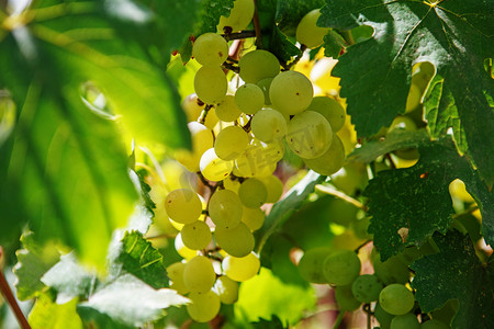 白色欧式边框摄影照片_大束白葡萄挂在一棵葡萄树。酿酒