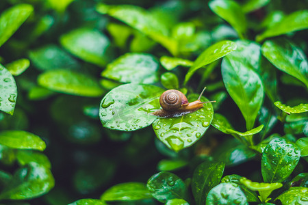 风雨蜗牛摄影照片_在树叶上爬行的蜗牛 