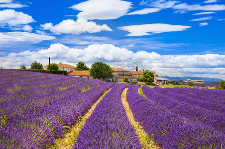 feelds 的盛开的薰衣草、 valensole、 普罗旺斯、 法国、 欧洲