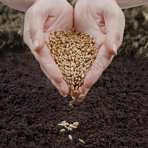 crop摄影照片_Sowing seed