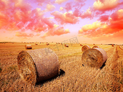 风景摄影照片_日落时用稻草包收割后的麦田.