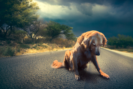 1孤独摄影照片_abandoned dog in the middle of the road /