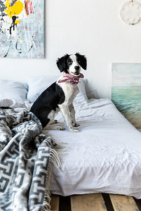 狗侧面摄影照片_neckpiece 坐在床上的可爱小狗的侧面视图