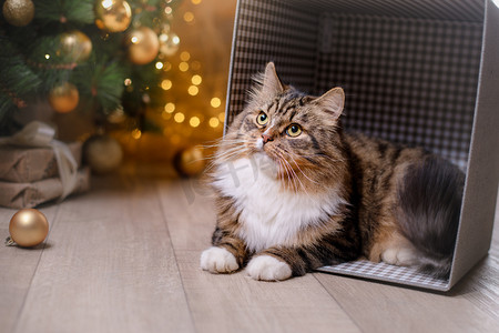 轻松有趣摄影照片_虎斑和快乐的猫。圣诞季节到 2017 年，新的一年
