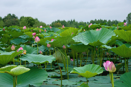 夏日图案摄影照片_荷花