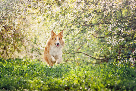 运行在春天的边境牧羊犬