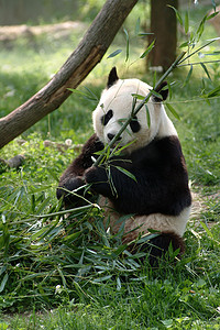 水墨风小草摄影照片_大熊猫在一个字段中