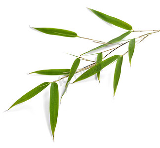 绿色的竹叶孤立