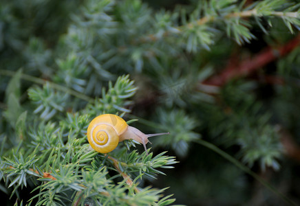 一片叶子上的小棕色蜗牛