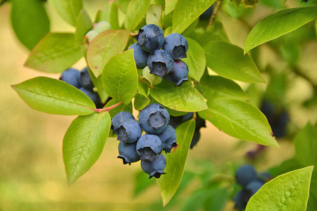 蓝莓摄影照片_蓝莓植物