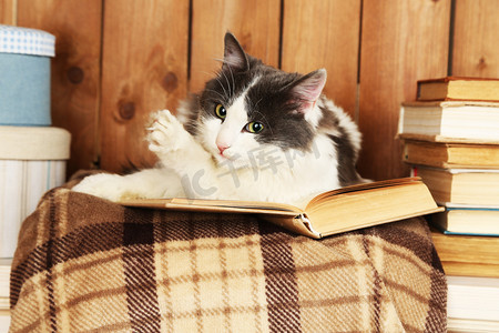 可爱的猫咪摄影照片_可爱的猫咪躺在格子上的书 