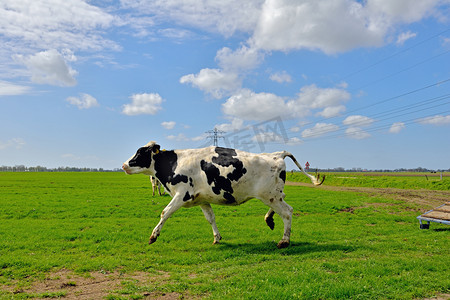 荷兰农业摄影照片_牛跳和运行在草地上
