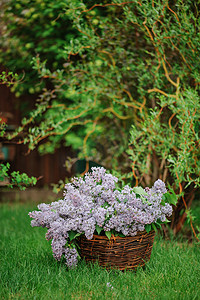 绿色的气味摄影照片_篮子里的美丽春天的花园里开满丁香花