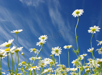 春背景摄影照片_白色雏菊