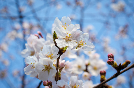 白樱桃花