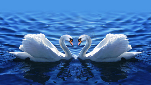 白色的天鹅摄影照片_夏天两只天鹅在湖中的爱