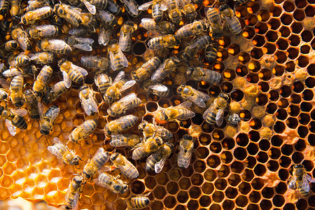 忙碌的蜜蜂，关闭了蜂窝工作蜜蜂观.