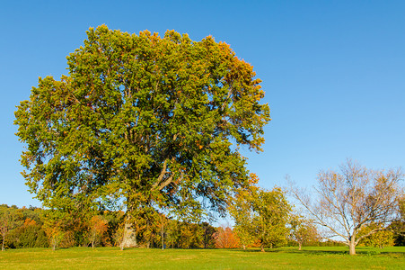 大树叶摄影照片_在秋天公园大树.