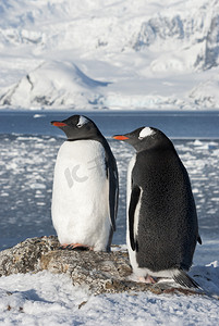 春天摄影照片_gentoo 企鹅夫妇的背景上的冰川.