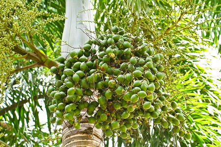 巴布摄影照片_成熟的槟榔或有 ca 螺母棕榈树上