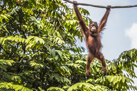 在印度尼西亚婆罗洲丛林里的猩猩.
