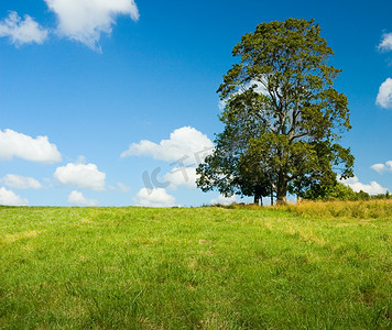 绿色全景摄影照片_在一个绿色领域棵孤独的树