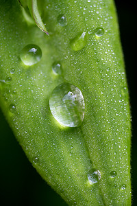 在滴的水滴摄影照片_在叶子上的水滴特写视图