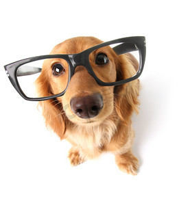okulary摄影照片_有趣的腊肠狗.