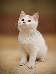 黄色条纹摄影照片_白色的小小猫